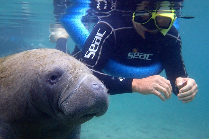 Manatee Photo Bomb!